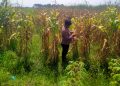 Polsek Prambon Dampingi Petani, Pastikan Tanaman Jagung Siap Dongkrak Swasembada Pangan