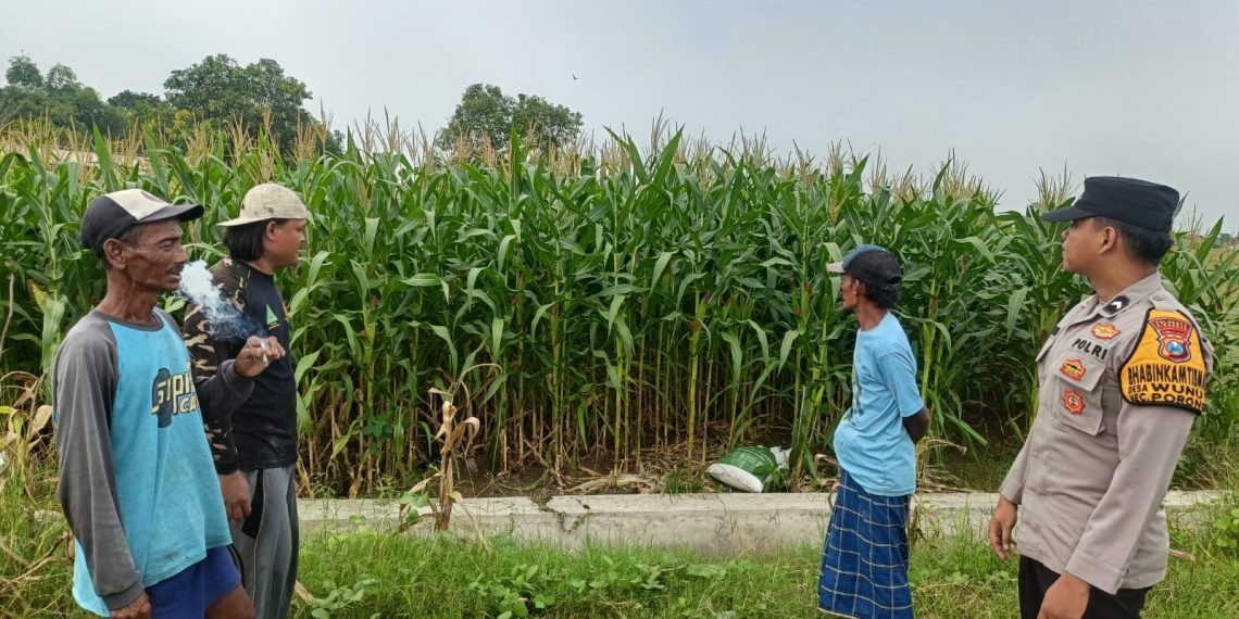 Polsek Porong Pantau Pertumbuhan Jagung di Desa Pesawahan