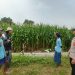 Polsek Porong Pantau Pertumbuhan Jagung di Desa Pesawahan