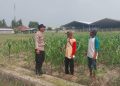 Polsek Sidoarjo Kota Cek Lahan Jagung di Desa Lebo