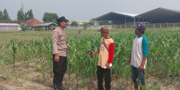 Polsek Sidoarjo Kota Cek Lahan Jagung di Desa Lebo
