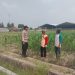 Polsek Sidoarjo Kota Cek Lahan Jagung di Desa Lebo