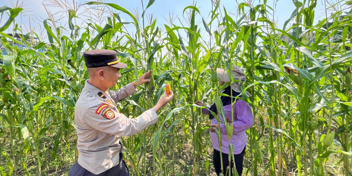 Polsek Sedati Optimis Pengelolaan Lahan Jagung Mampu Optimalkan Swasembada Pangan