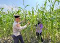 Polsek Sedati Optimis Pengelolaan Lahan Jagung Mampu Optimalkan Swasembada Pangan