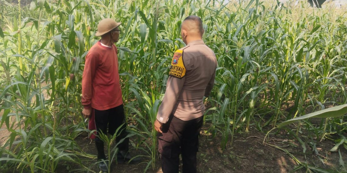 Bhabinkamtibmas Polsek Buduran Intensifkan Pengecekan Ladang Jagung