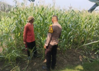 Bhabinkamtibmas Polsek Buduran Intensifkan Pengecekan Ladang Jagung