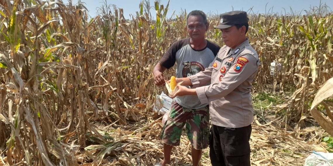 Polisi Dampingi Panen Jagung 3 Hektare, Perkuat Ketahanan Pangan di Prambon