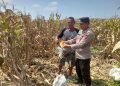 Polisi Dampingi Panen Jagung 3 Hektare, Perkuat Ketahanan Pangan di Prambon