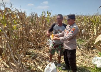 Polisi Dampingi Panen Jagung 3 Hektare, Perkuat Ketahanan Pangan di Prambon