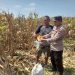 Polisi Dampingi Panen Jagung 3 Hektare, Perkuat Ketahanan Pangan di Prambon