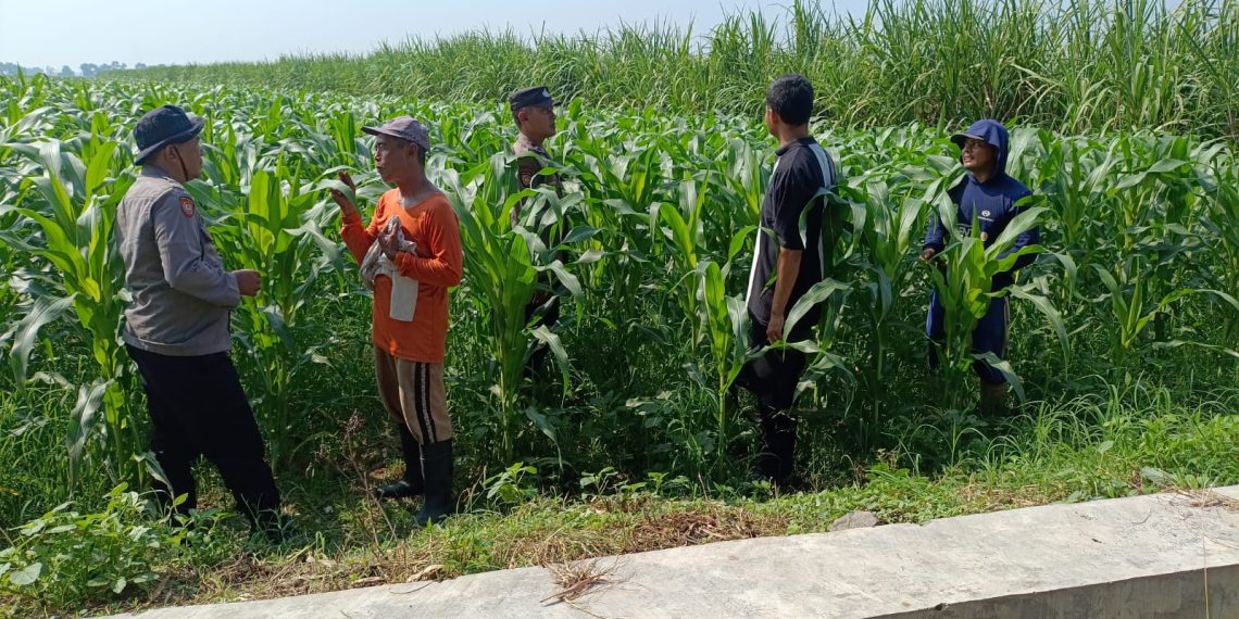 Polsek Balongbendo Kawal Perkembangan Jagung Hibrida untuk Swasembada Pangan