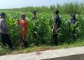 Polsek Balongbendo Kawal Perkembangan Jagung Hibrida untuk Swasembada Pangan