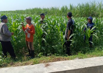 Polsek Balongbendo Kawal Perkembangan Jagung Hibrida untuk Swasembada Pangan