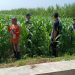 Polsek Balongbendo Kawal Perkembangan Jagung Hibrida untuk Swasembada Pangan