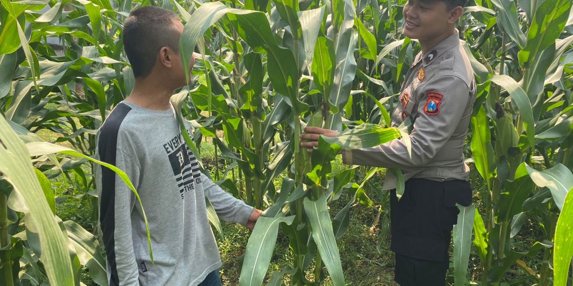 Polsek Tarik Pantau Perkembangan Tanaman Jagung Guna Swasembada Pangan