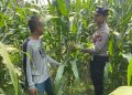 Polsek Tarik Pantau Perkembangan Tanaman Jagung Guna Swasembada Pangan