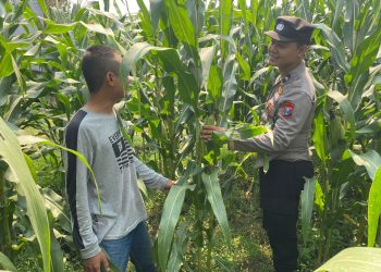 Polsek Tarik Pantau Perkembangan Tanaman Jagung Guna Swasembada Pangan