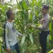 Polsek Tarik Pantau Perkembangan Tanaman Jagung Guna Swasembada Pangan