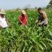 Polsek Porong bersama Petani Pantau Perkembangan Tanaman Jagung