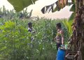 Tanaman Jagung Mulai Berbuah, Polsek Gedangan Intensifkan Pendampingan Ketahanan Pangan