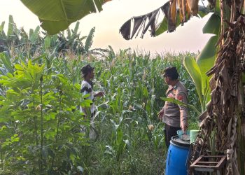 Tanaman Jagung Mulai Berbuah, Polsek Gedangan Intensifkan Pendampingan Ketahanan Pangan