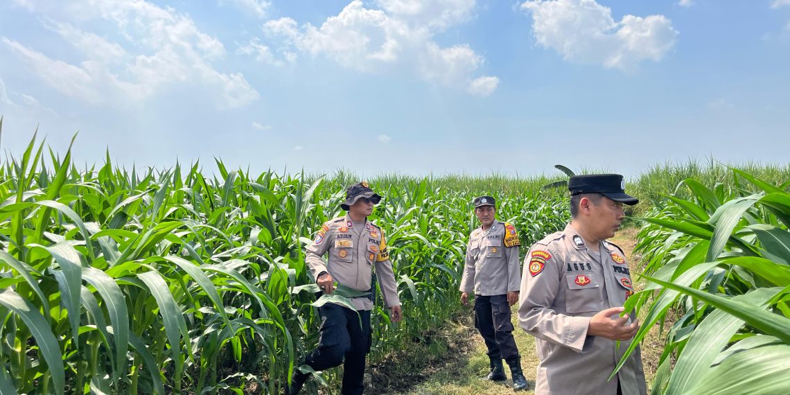 Polsek Krembung Dampingi Perawatan Lahan Jagung, Dukung Ketahanan Pangan