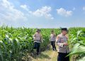 Polsek Krembung Dampingi Perawatan Lahan Jagung, Dukung Ketahanan Pangan