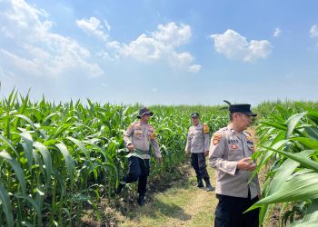 Polsek Krembung Dampingi Perawatan Lahan Jagung, Dukung Ketahanan Pangan
