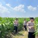 Polsek Krembung Dampingi Perawatan Lahan Jagung, Dukung Ketahanan Pangan