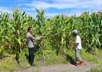 Polsek Jabon Pantau Perkembangan Tanaman Jagung di Tambak Kalisogo
