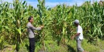 Polsek Jabon Pantau Perkembangan Tanaman Jagung di Tambak Kalisogo