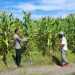 Polsek Jabon Pantau Perkembangan Tanaman Jagung di Tambak Kalisogo
