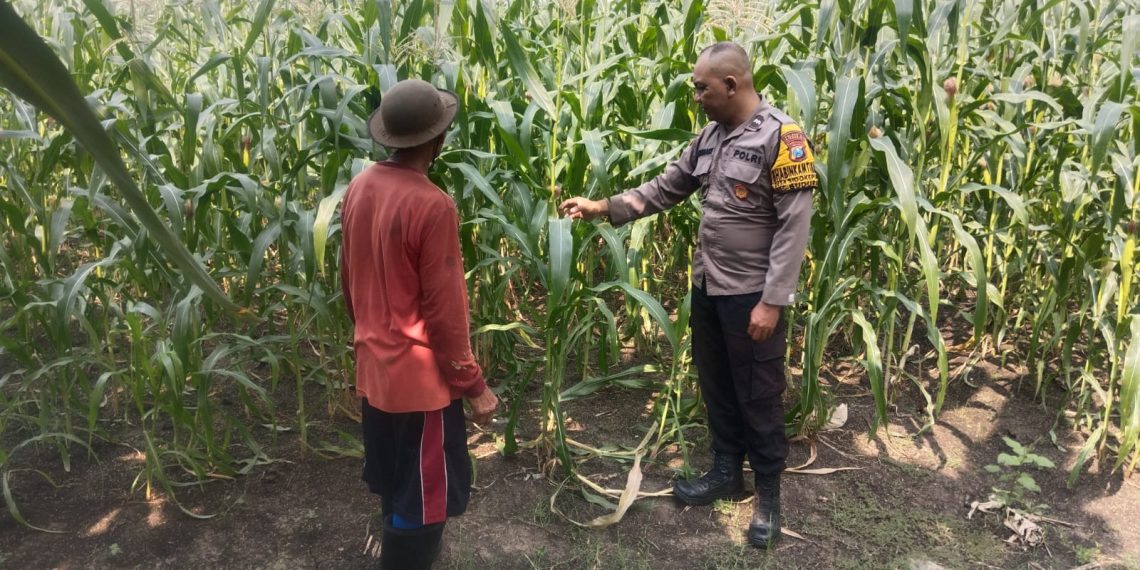 Sukseskan Swasembada Pangan, Anggota Polsek Buduran Masifkan Pengecekan Lahan Jagung