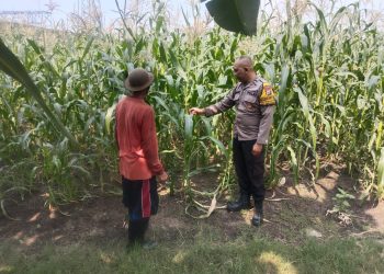 Sukseskan Swasembada Pangan, Anggota Polsek Buduran Masifkan Pengecekan Lahan Jagung
