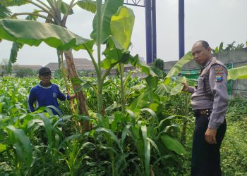 Bhabinkamtibmas Polsek Waru Pantau Pertumbuhan Jagung di Bungurasih