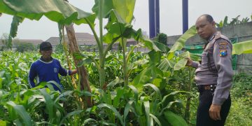 Bhabinkamtibmas Polsek Waru Pantau Pertumbuhan Jagung di Bungurasih