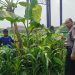 Bhabinkamtibmas Polsek Waru Pantau Pertumbuhan Jagung di Bungurasih