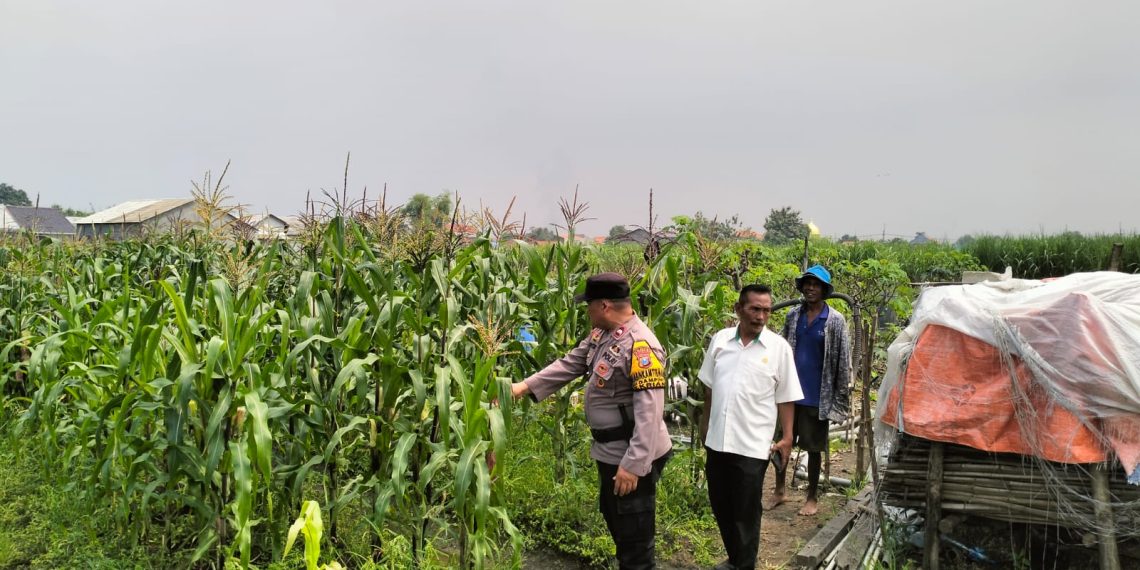 Bhabinkamtibmas Desa Gamping Pantau Pertumbuhan Jagung