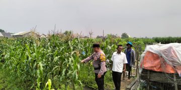 Bhabinkamtibmas Desa Gamping Pantau Pertumbuhan Jagung