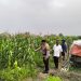 Bhabinkamtibmas Desa Gamping Pantau Pertumbuhan Jagung