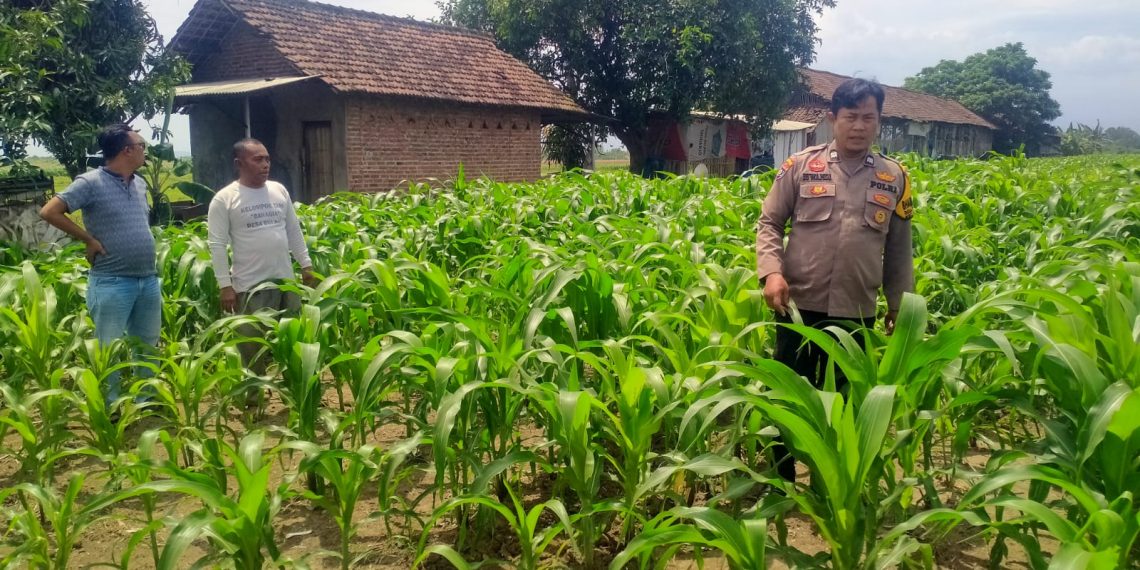 Polsek Prambon Dampingi Petani Kontrol Tanaman Jagung, Antisipasi Serangan Hama Ulat