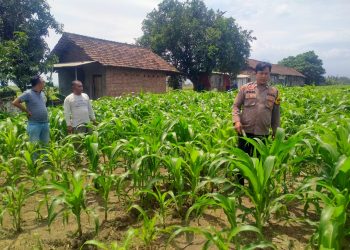 Polsek Prambon Dampingi Petani Kontrol Tanaman Jagung, Antisipasi Serangan Hama Ulat