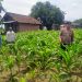 Polsek Prambon Dampingi Petani Kontrol Tanaman Jagung, Antisipasi Serangan Hama Ulat