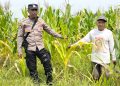 Polsek Tulangan Dukung Ketahanan Pangan, Tinjau Perkembangan Lahan Jagung di Desa Kajeksan