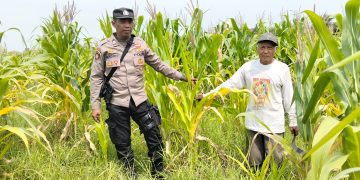 Polsek Tulangan Dukung Ketahanan Pangan, Tinjau Perkembangan Lahan Jagung di Desa Kajeksan