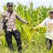 Polsek Tulangan Dukung Ketahanan Pangan, Tinjau Perkembangan Lahan Jagung di Desa Kajeksan