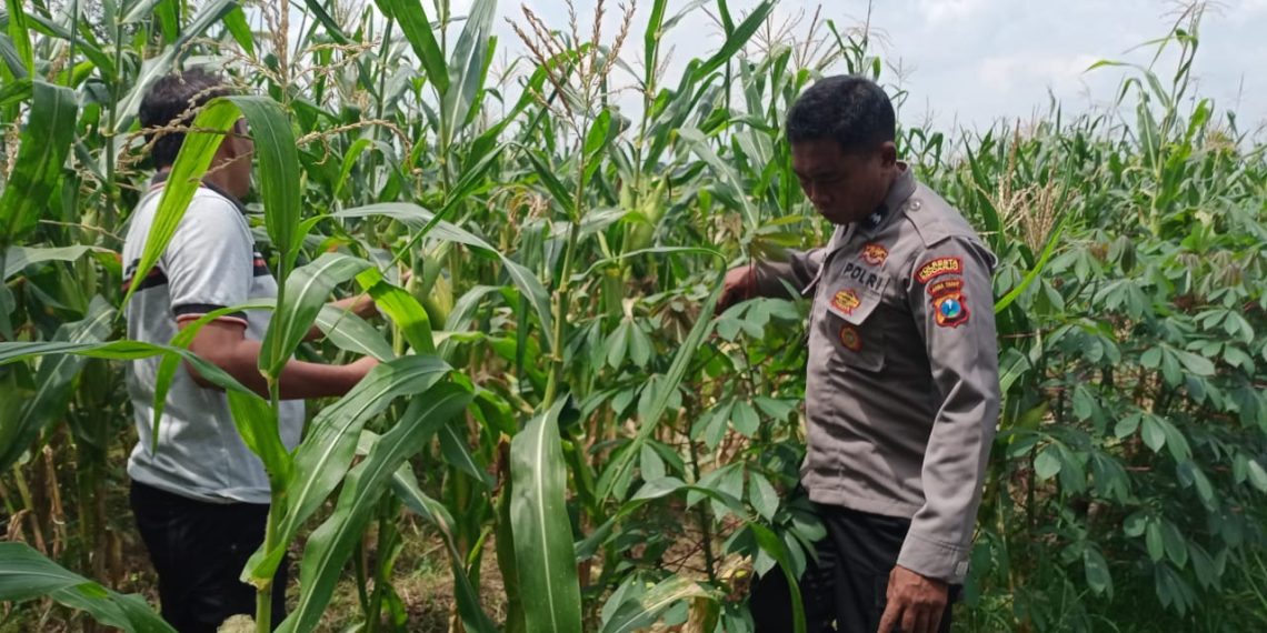 Polsek Tulangan Cek Tanaman Jagung di Desa Kemantren