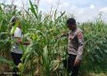 Polsek Tulangan Cek Tanaman Jagung di Desa Kemantren