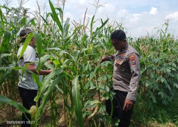 Polsek Tulangan Cek Tanaman Jagung di Desa Kemantren