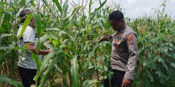 Polsek Tulangan Cek Tanaman Jagung di Desa Kemantren